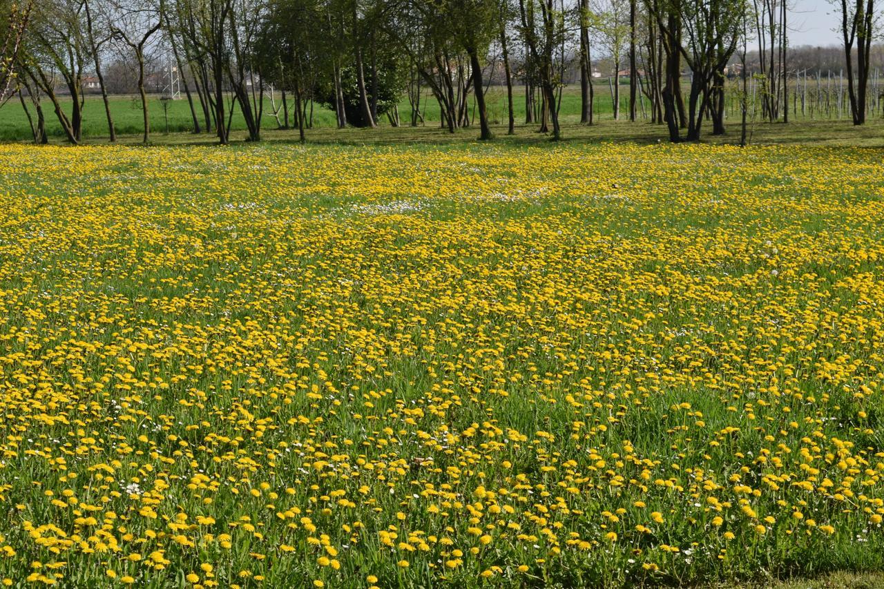 Al Vecchio Fienile Panzió San Michele al Tagliamento Kültér fotó