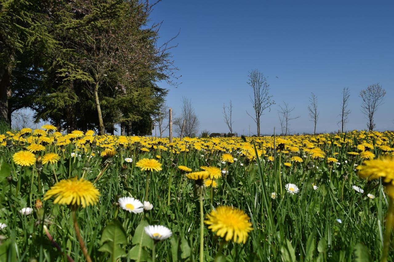 Al Vecchio Fienile Panzió San Michele al Tagliamento Kültér fotó